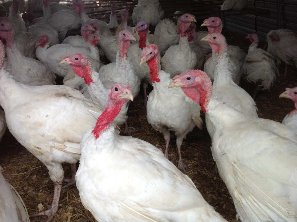 Order Fresh Turkey For Thanksgiving
 Aviaria due focolai nel Basso Vicentino verranno