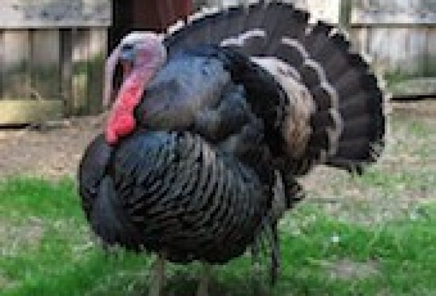 Order Fresh Turkey For Thanksgiving
 Where to Buy Local Farm Fresh Turkeys for Thanksgiving in