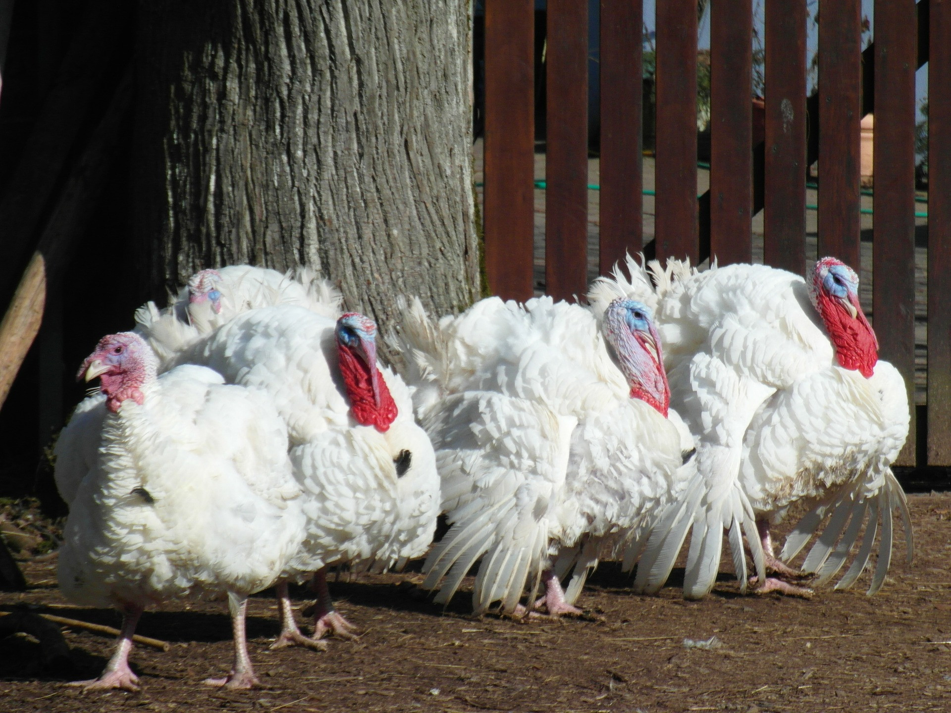 Order Fresh Turkey For Thanksgiving
 Rutland Area Food Co op