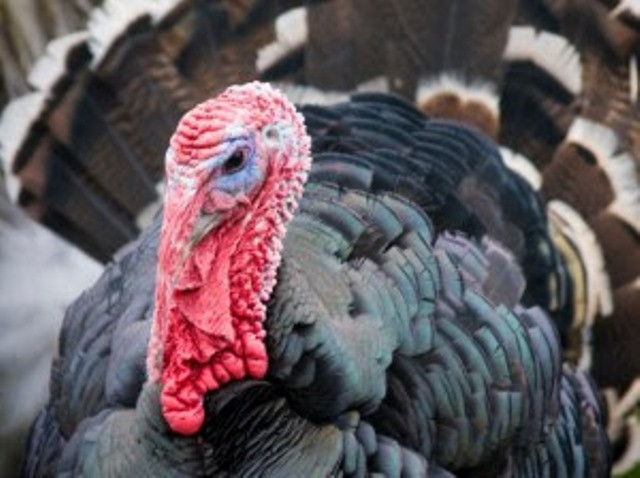 Order Fresh Turkey For Thanksgiving
 Local turkeys touted by ag experts