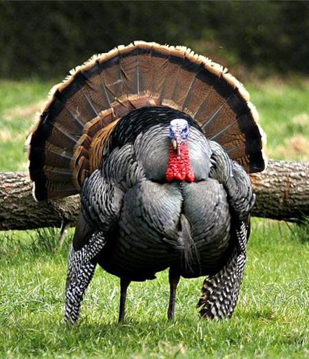 Pics Of Thanksgiving Turkey
 Thanksgiving turkey pictures Thaindian News