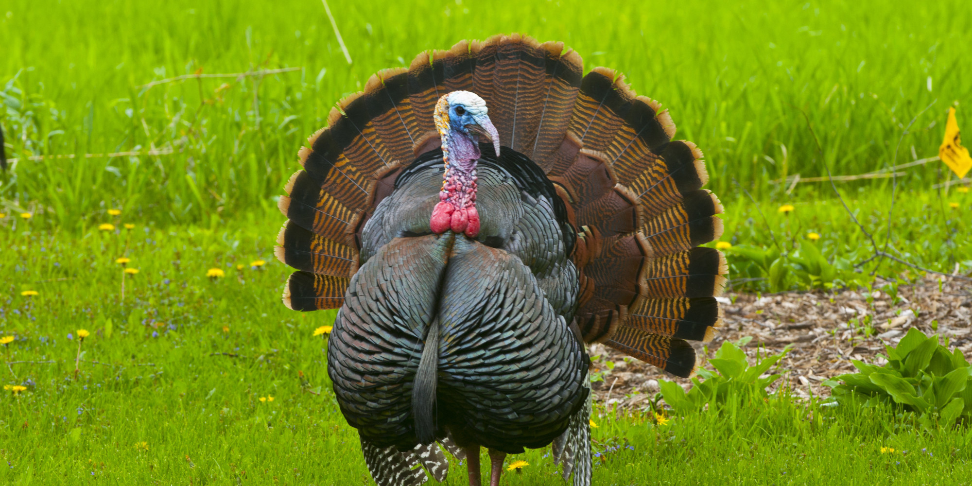Pictures Of Turkey For Thanksgiving
 A Feast Ways To Support Humane Treatment Turkeys