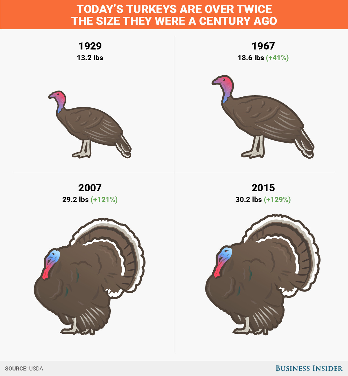 Pounds Of Turkey Per Person Thanksgiving
 Turkeys have grown to double their size Business Insider