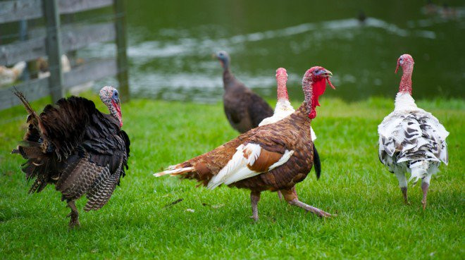 Smallest Turkey For Thanksgiving
 Thanksgiving Turkey Shortage May Be Good for Small Growers