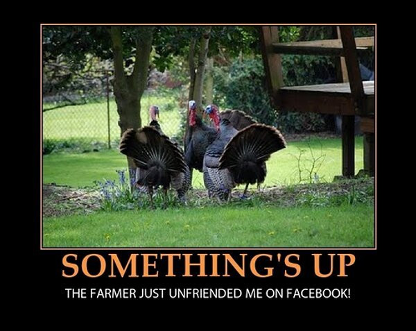 Thanksgiving Turkey Meme
 Thanksgiving Memes and fun pictures theCHIVE