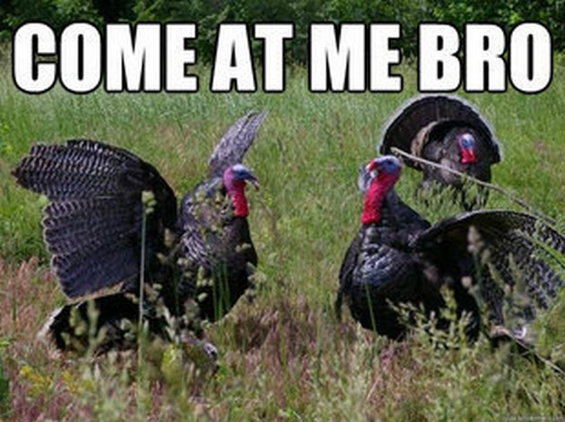 Thanksgiving Turkey Meme
 Thanksgiving Memes 21 Pics