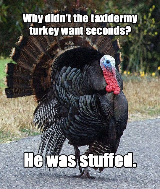 Thanksgiving Turkey Memes
 Meet "Terrible Thanksgiving Pun Turkey"