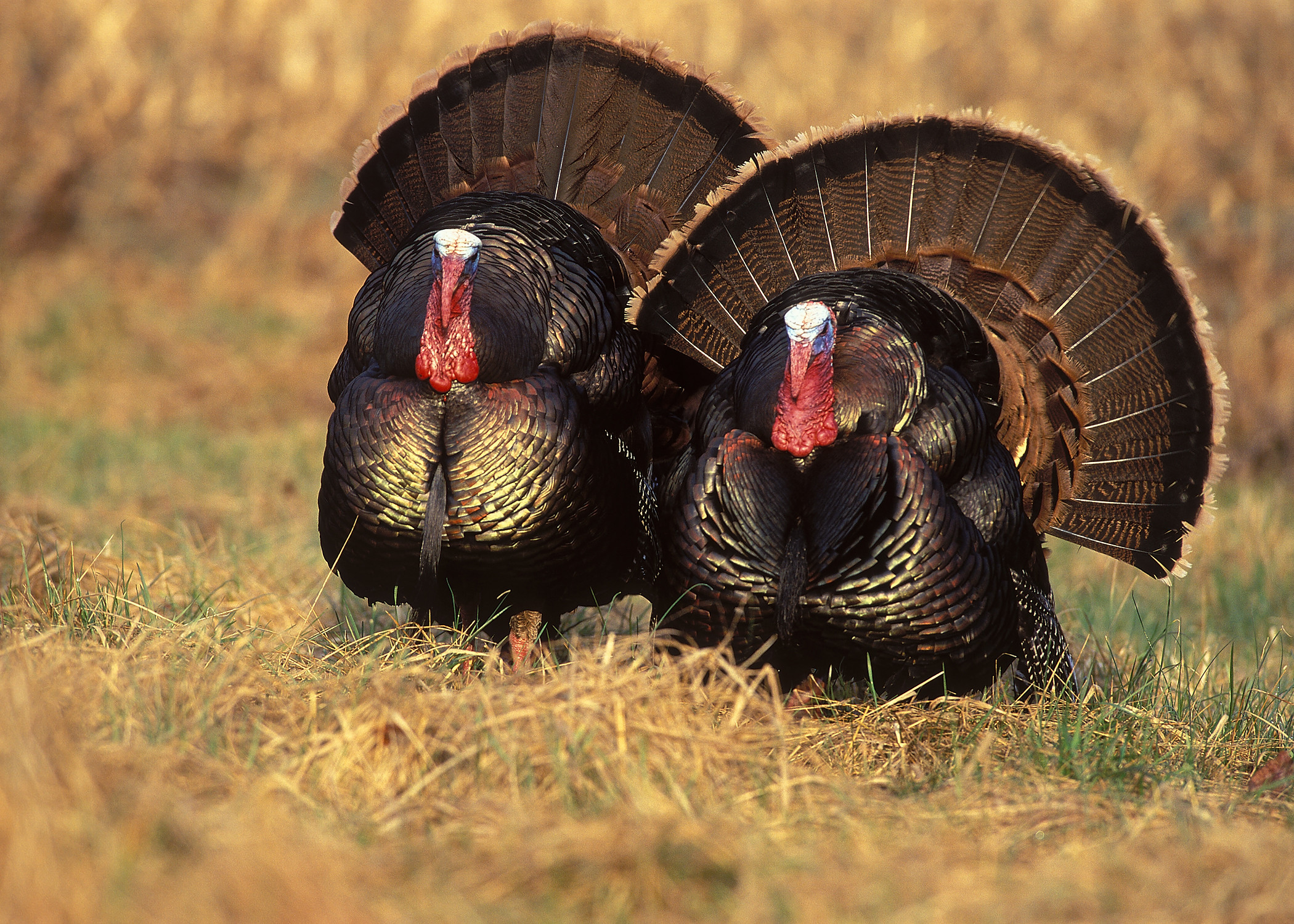 Thanksgiving Turkey Photos
 Wild turkey