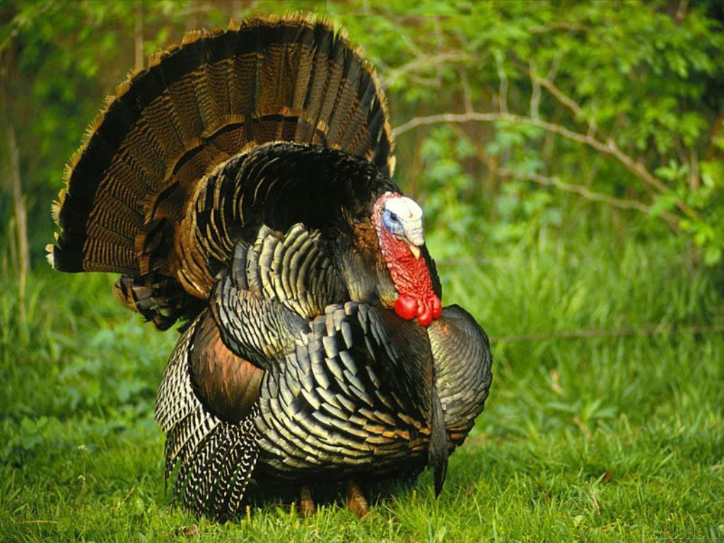Turkey And Thanksgiving
 Monkey Blog turkey backgrounds