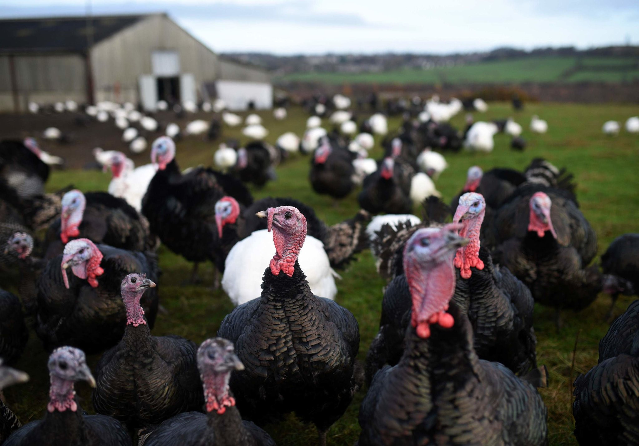 Turkey And Thanksgiving
 Thanksgiving Turkeys May Have Been Tamed 1 500 Years Ago
