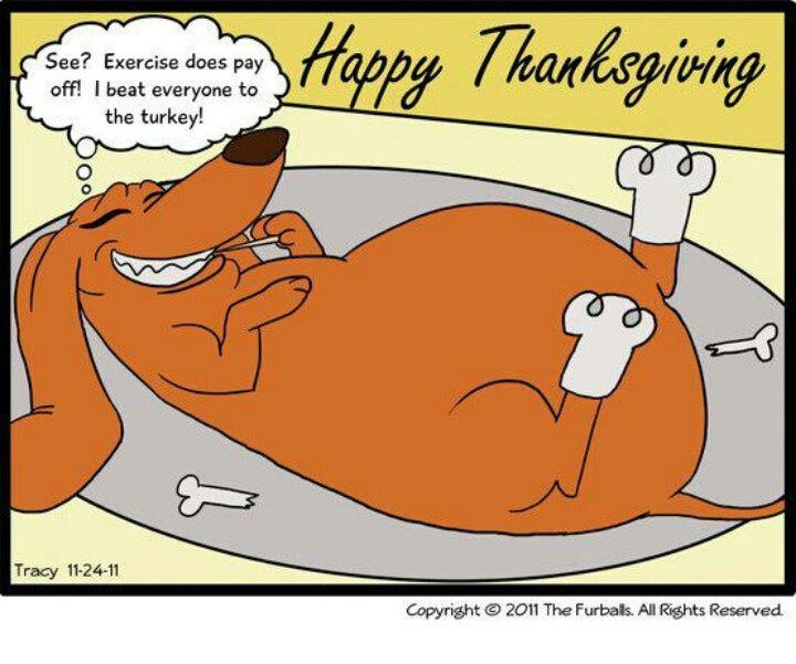 Turkey Jokes Thanksgiving
 377 best images about Dog Humor on Pinterest