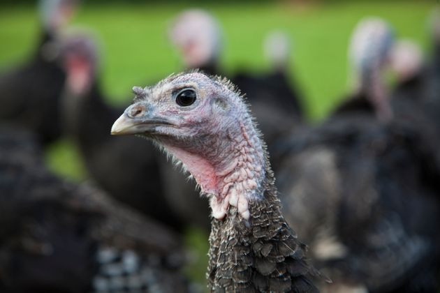 Turkey Prices 2019 Thanksgiving
 Turkey Prices Are Up But It s Not As Bad As You Think