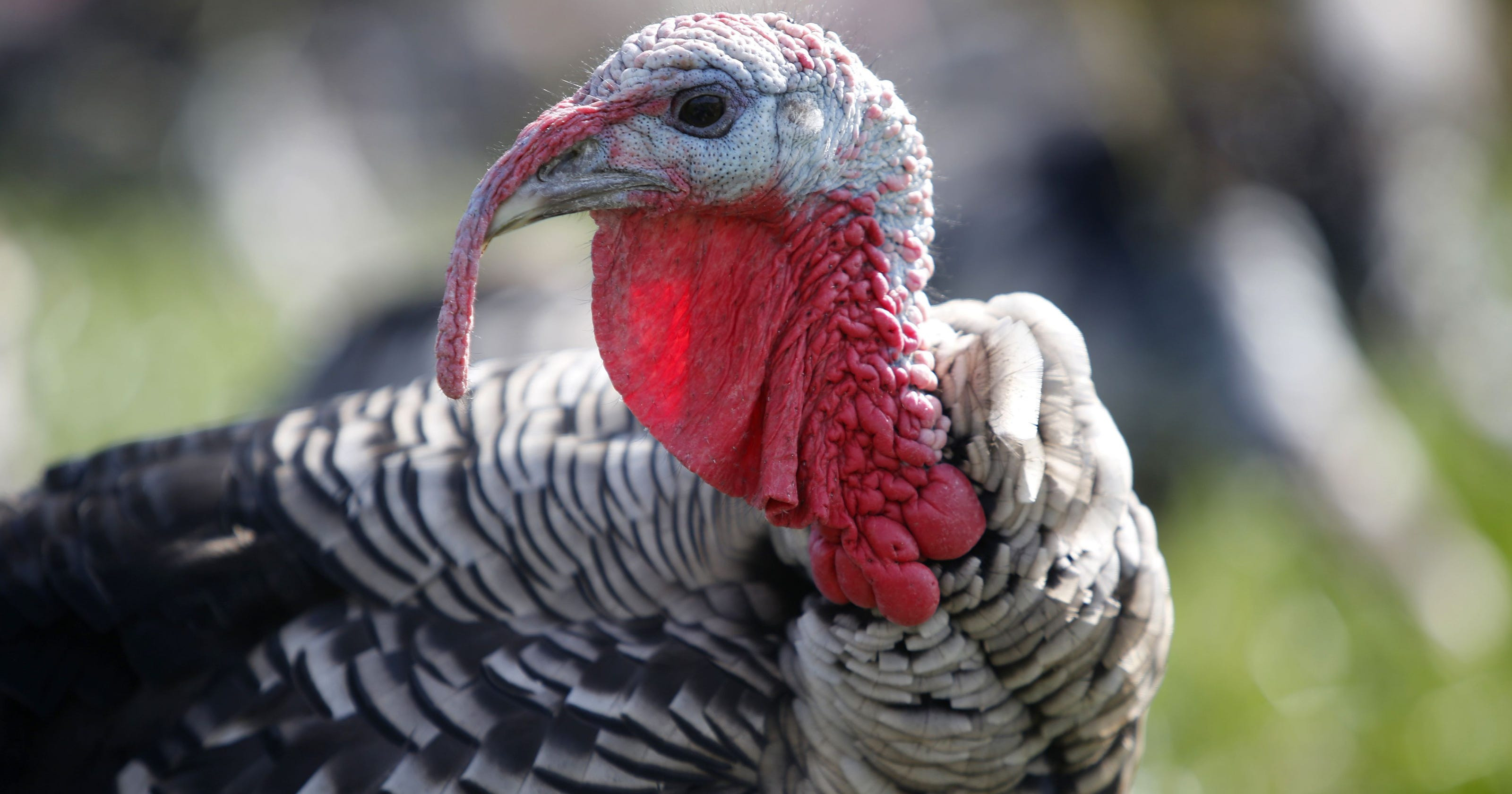 Turkey Shortage For Thanksgiving
 Could there be a Thanksgiving turkey shortage