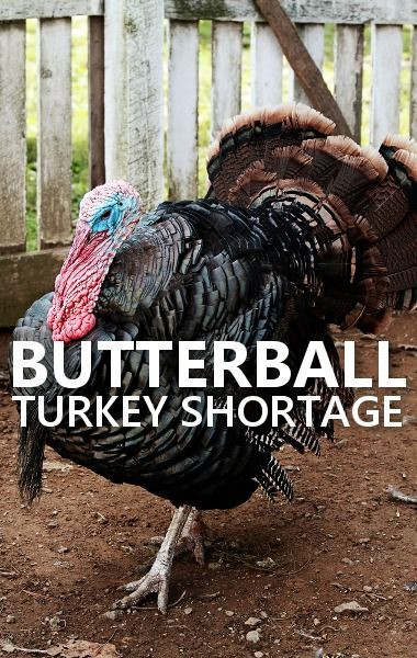 Turkey Shortage For Thanksgiving
 101 best Thanksgiving Ideas images on Pinterest
