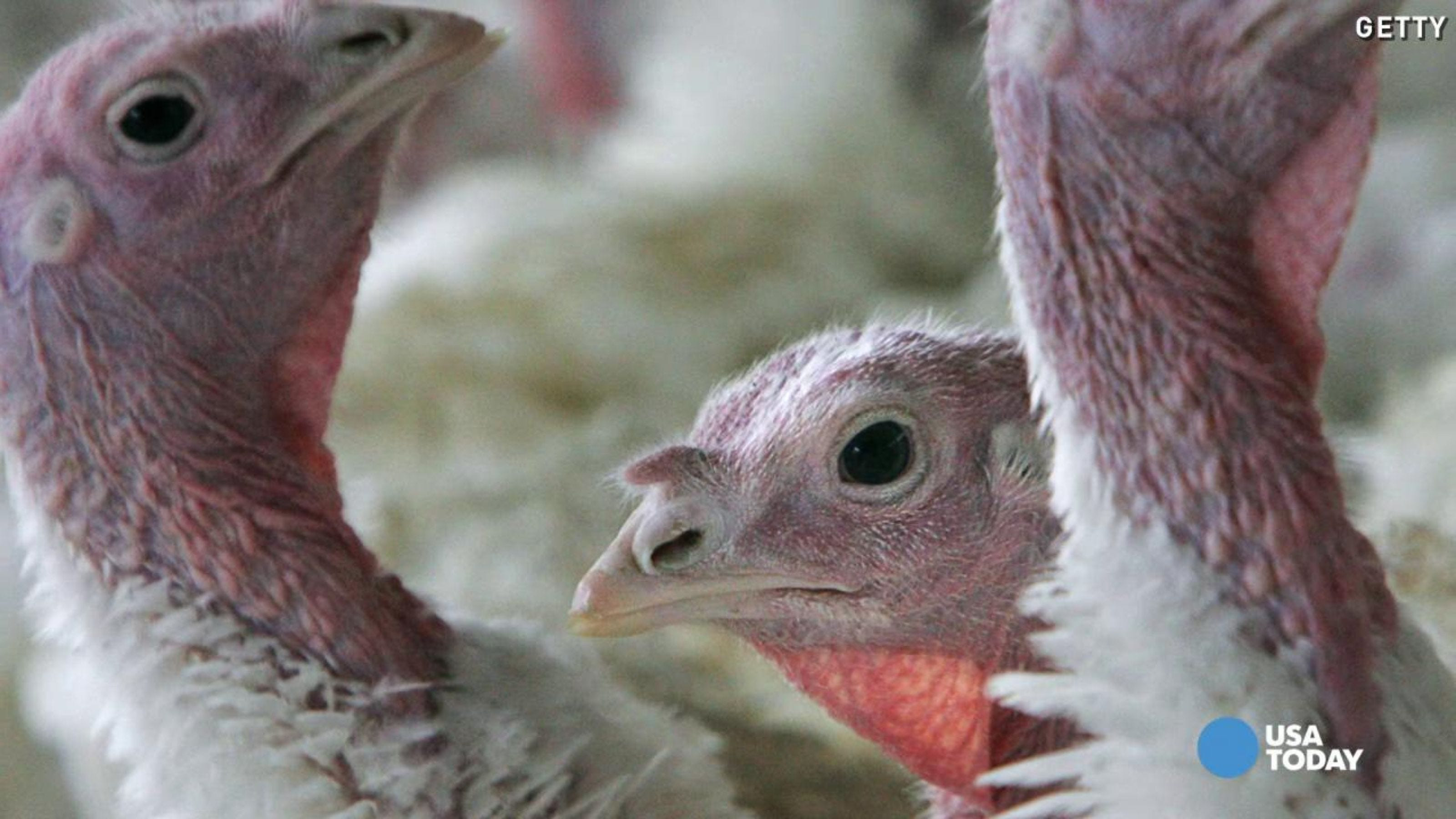 Turkey Shortage For Thanksgiving
 Grocery stores warn of Thanksgiving turkey shortage