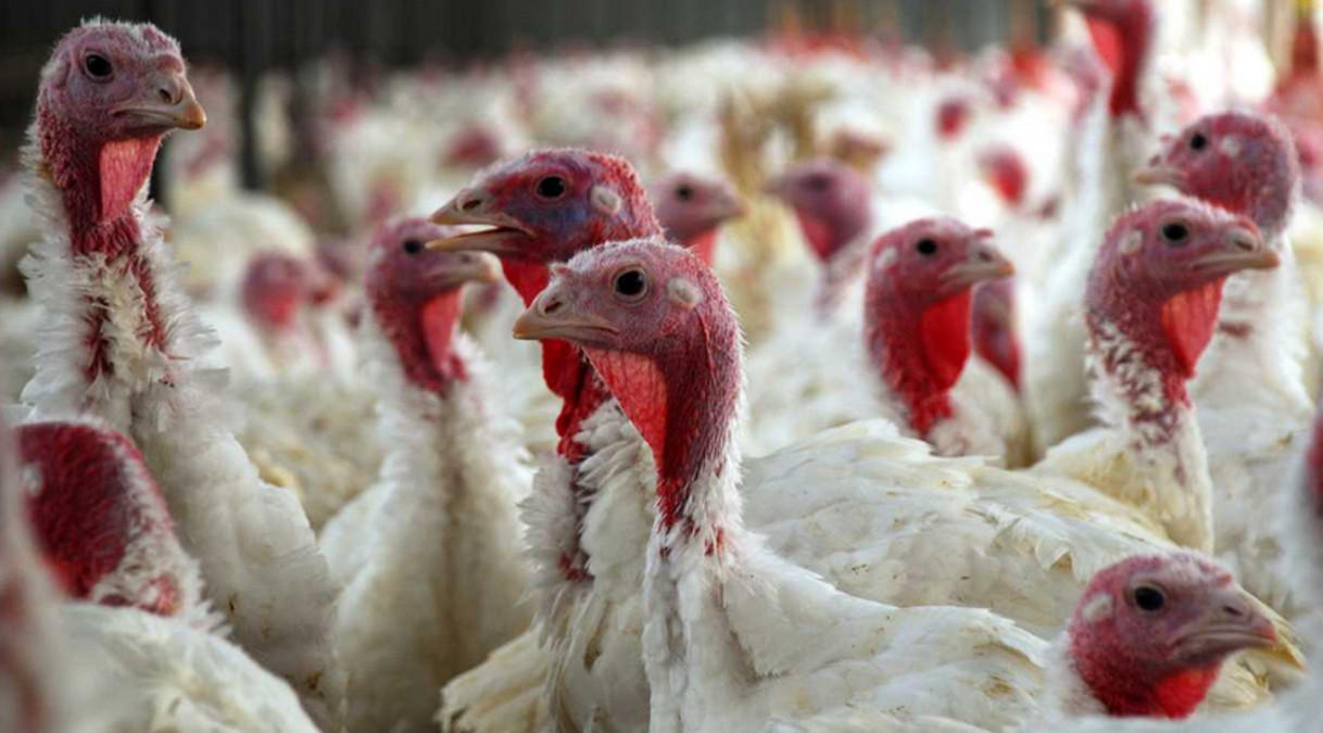 Turkey Shortage For Thanksgiving
 Turkey Shortage Price Increase May Mean Bleak