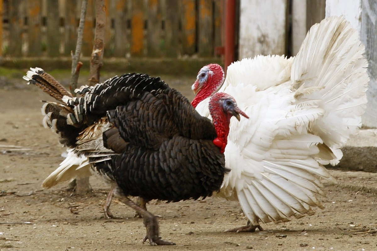 Turkey Sizes For Thanksgiving
 Thanksgiving 2014 Turkey Size Doubles as Demand Hits Roof