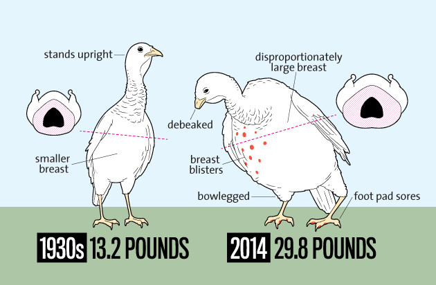 Turkey Sizes For Thanksgiving
 5 Reasons to Bypass the Turkey this Thanksgiving d