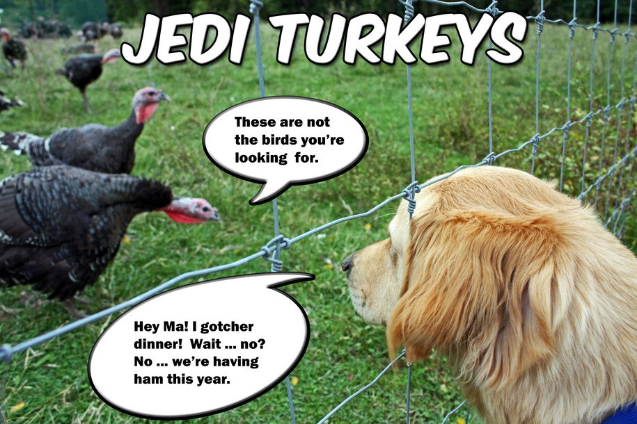 30 Best Ideas Turkey Thanksgiving Meme - Most Popular Ideas of All Time