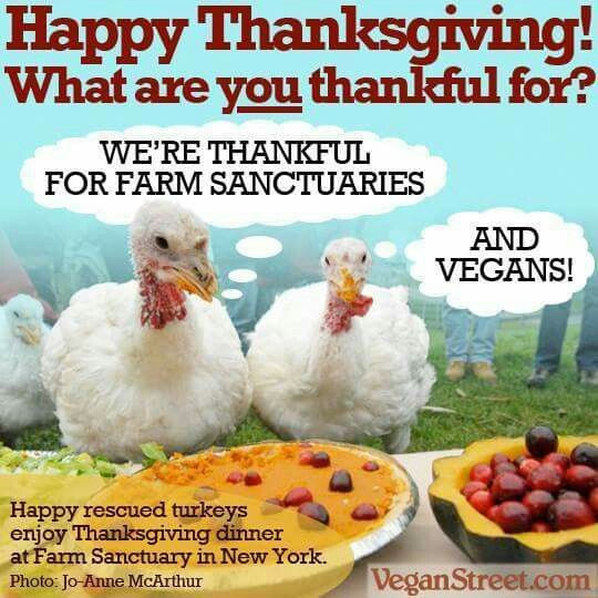 Vegan Thanksgiving Funny
 310 best Funny Vegan Stuff images on Pinterest