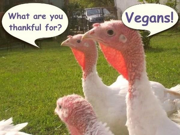 Vegan Thanksgiving Meme
 Happy Vegan Thanksgiving Frugal Vegan Stuffing