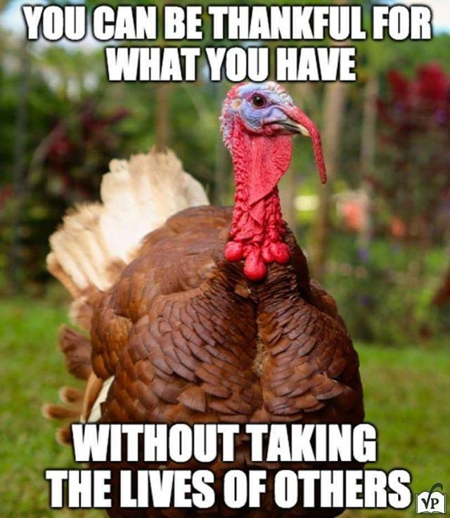 Vegan Thanksgiving Meme
 412 best Kindness Toward Animals images on Pinterest