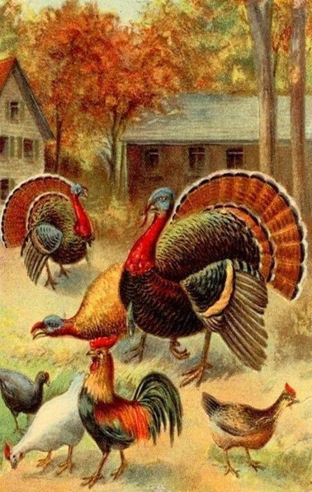 When Should I Buy My Turkey For Thanksgiving
 174 best images about Clip Art on Pinterest