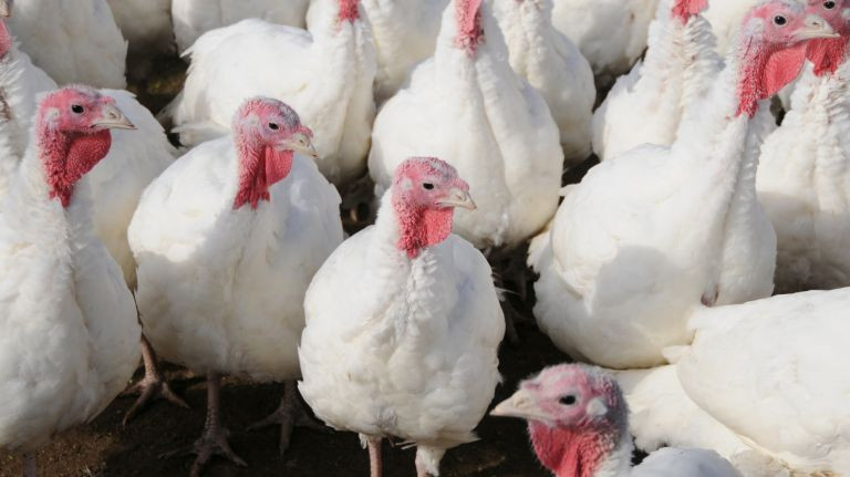 When To Buy Fresh Turkey For Thanksgiving
 Where to a fresh Thanksgiving turkey on Long Island