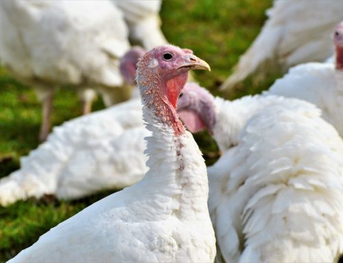 When To Buy Fresh Turkey For Thanksgiving
 A Longwood Gardens Christmas