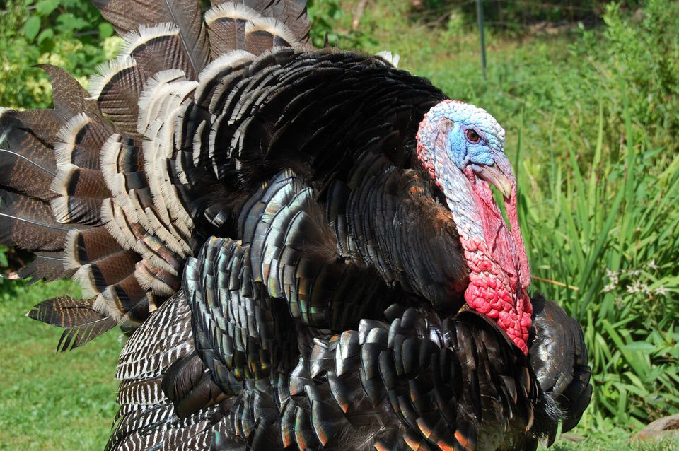 When To Buy Fresh Turkey For Thanksgiving
 Here s where to find locally grown fresh Thanksgiving