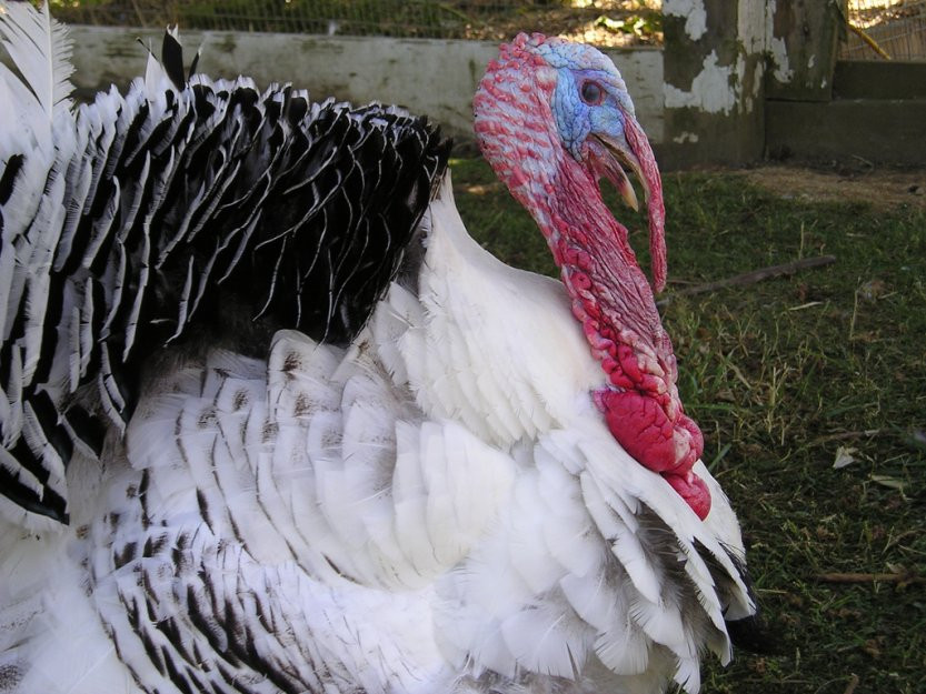 Why Do We Have Turkey On Thanksgiving
 Here s why Americans don t eat turkey eggs Business Insider