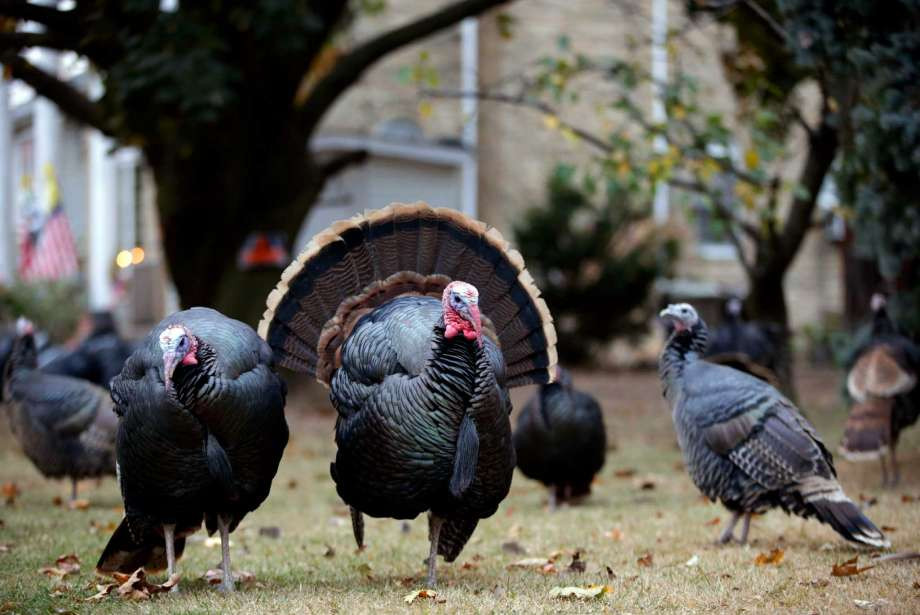 Why Do We Have Turkey On Thanksgiving
 Urban turkeys Houston Chronicle