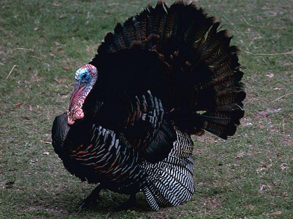 Why Do We Have Turkey On Thanksgiving
 Why We Have Turkey For Thanksgiving Boldsky