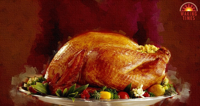 Why Turkey On Thanksgiving
 The Hard to Swallow Truth About Turkey Day