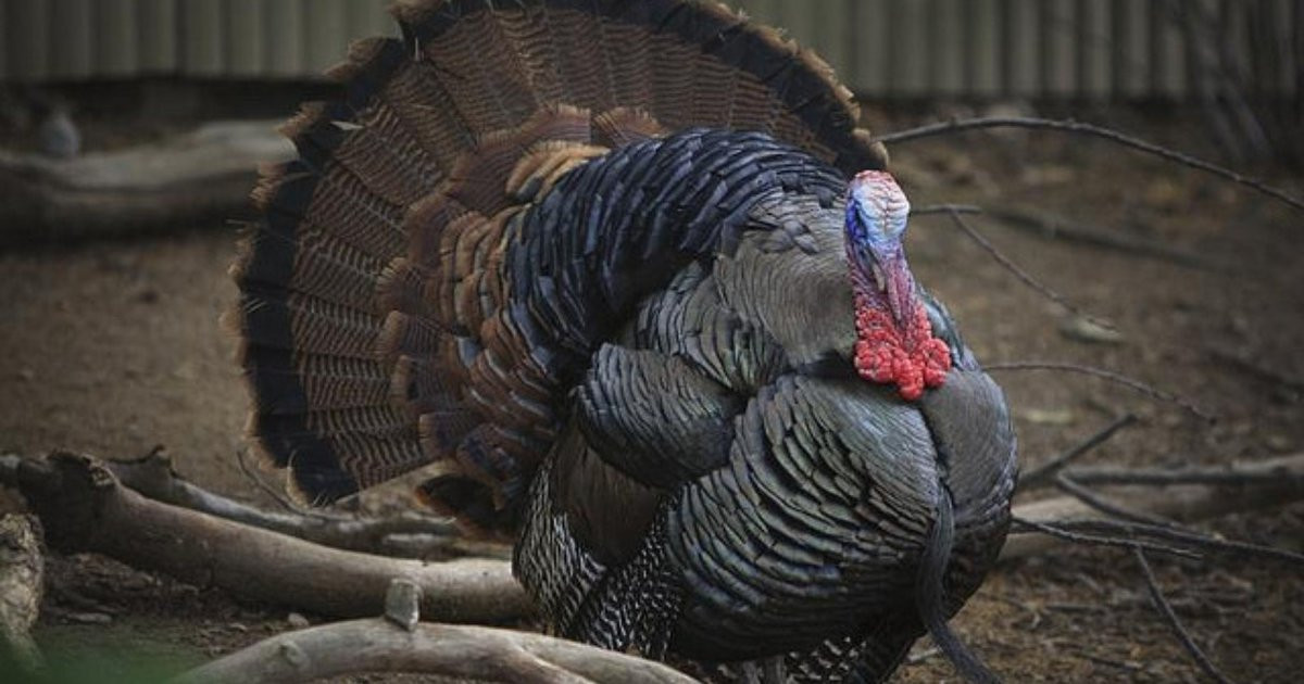 Why We Eat Turkey On Thanksgiving
 How The Turkey Became Thanksgiving’s Mascot The Dodo