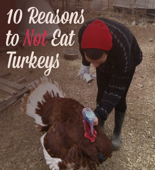 Why We Eat Turkey On Thanksgiving
 Everything You Know About Thanksgiving Is Wrong [Watch
