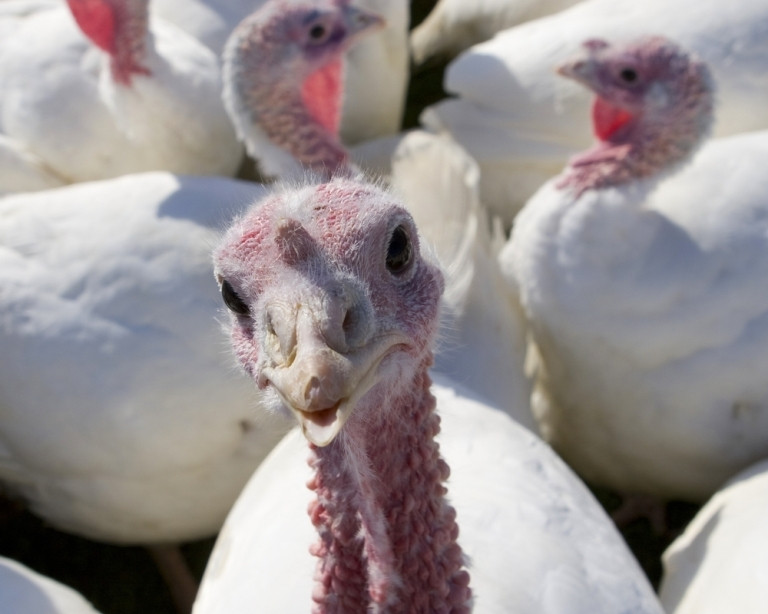 Why We Eat Turkey On Thanksgiving Day
 Why Do We Eat Turkey on Thanksgiving