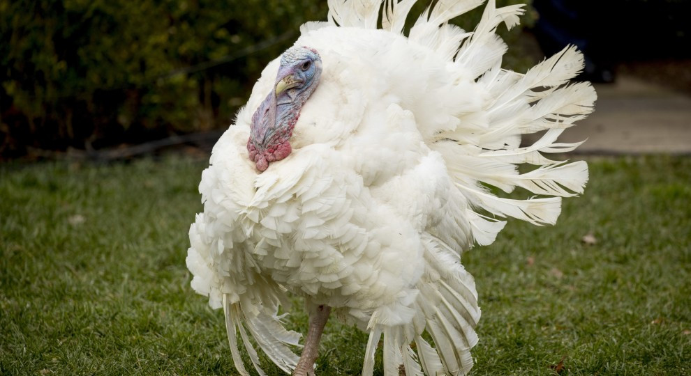 Why We Eat Turkey On Thanksgiving
 Why Do We Still Eat Turkey Thanksgiving
